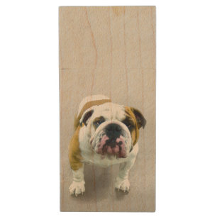 Bulldog Painting - Cute Original Dog Art Wood Flash Drive