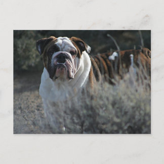 Bulldog Post card