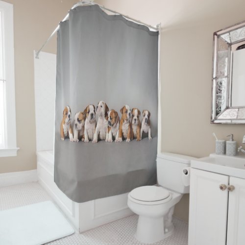 Bulldog Puppies Cute English Bulldog Puppies Shower Curtain