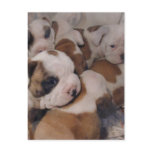 Bulldog  Puppies Postcard