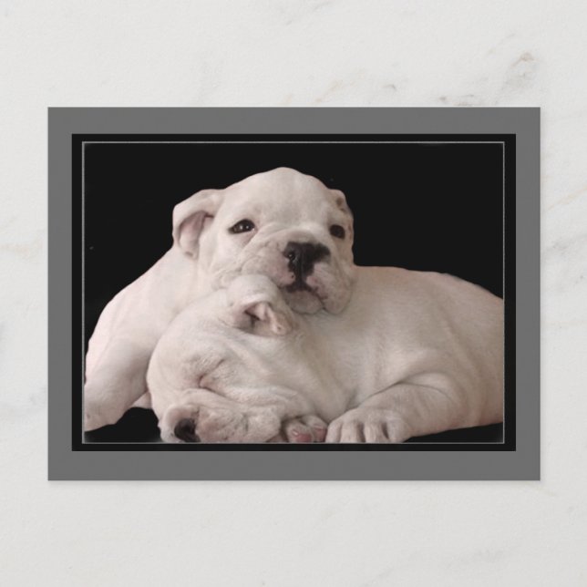 Bulldog Puppies postcard (Front)