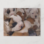 Bulldog  Puppies Postcard