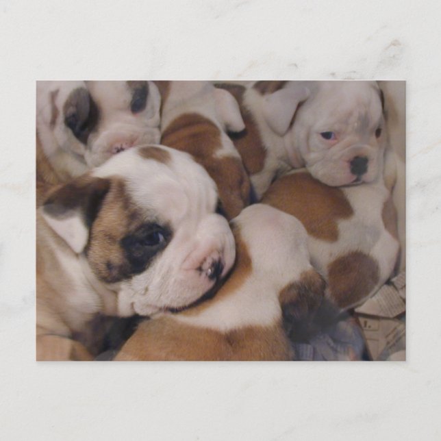 Bulldog  Puppies Postcard (Front)