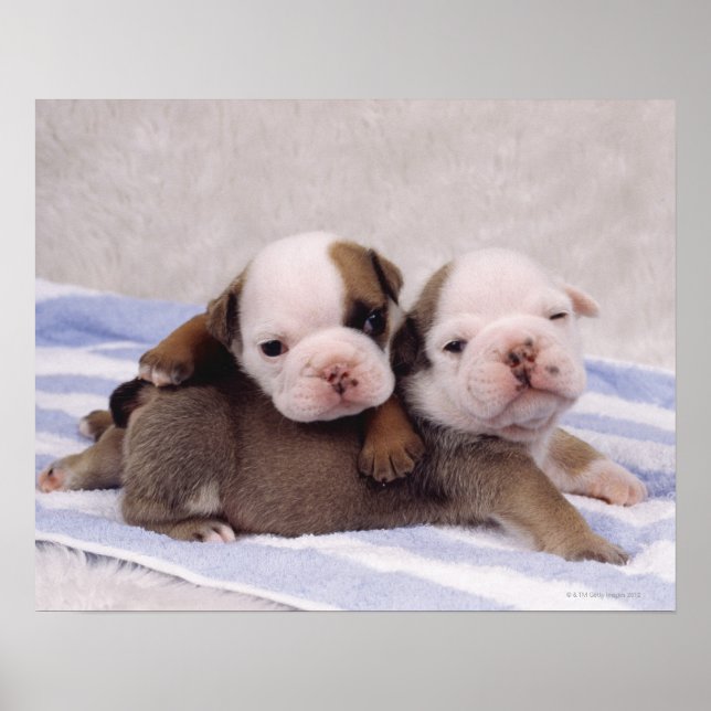 Bulldog Puppies Poster (Front)