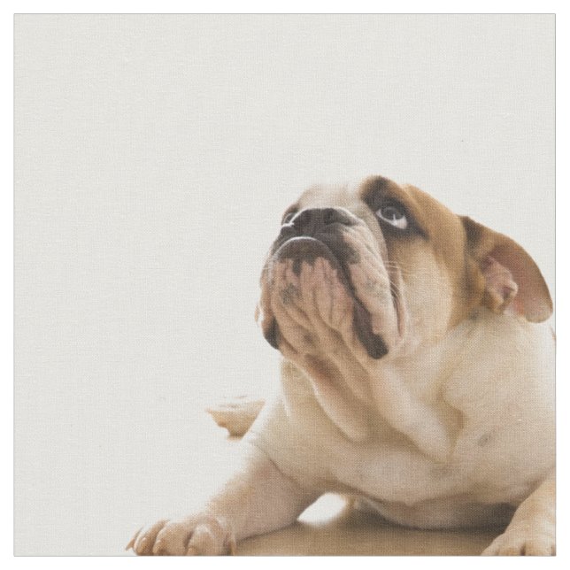 Bulldog Puppy Fabric (Close Up)