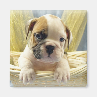 Bulldog Puppy in Basket Magnet