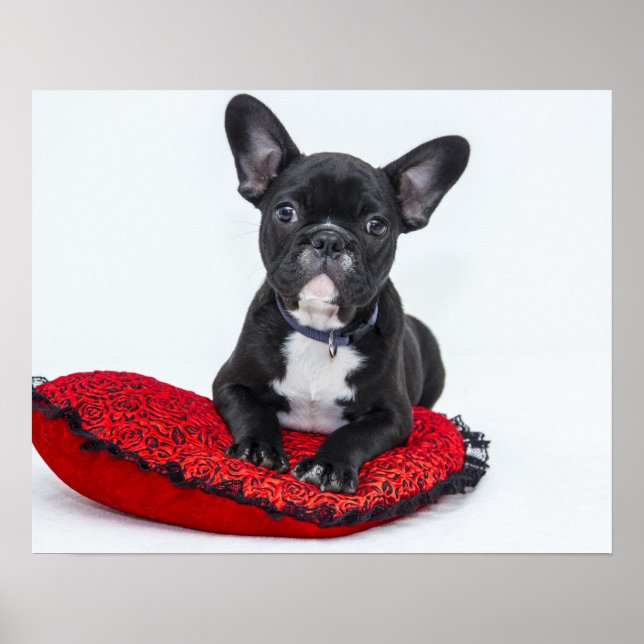 Bulldog Puppy on Red Cushion Poster (Front)