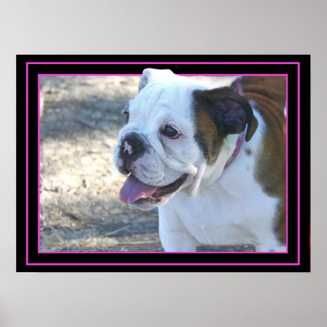 Bulldog puppy poster (Front)