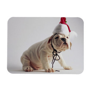 Bulldog Puppy Wearing Santa Hat Magnet