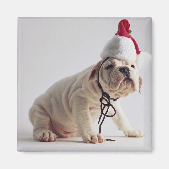 Bulldog Puppy Wearing Santa Hat Magnet (Front)
