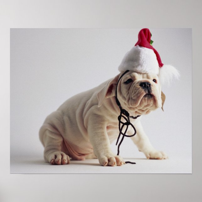 Bulldog Puppy Wearing Santa Hat Poster (Front)