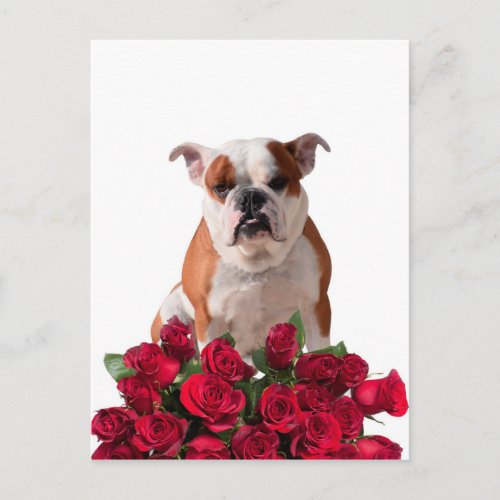 Bulldog Red Roses Bloom Birthday Anniversary Postcard