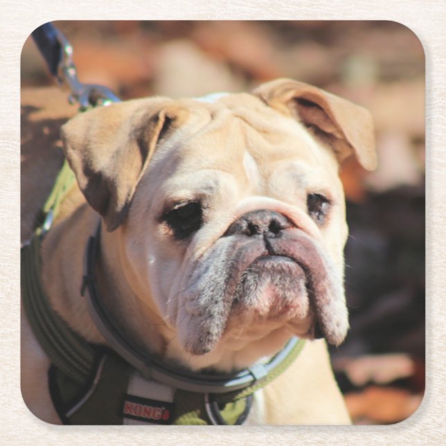 Bulldog Square Paper Coaster (Front)