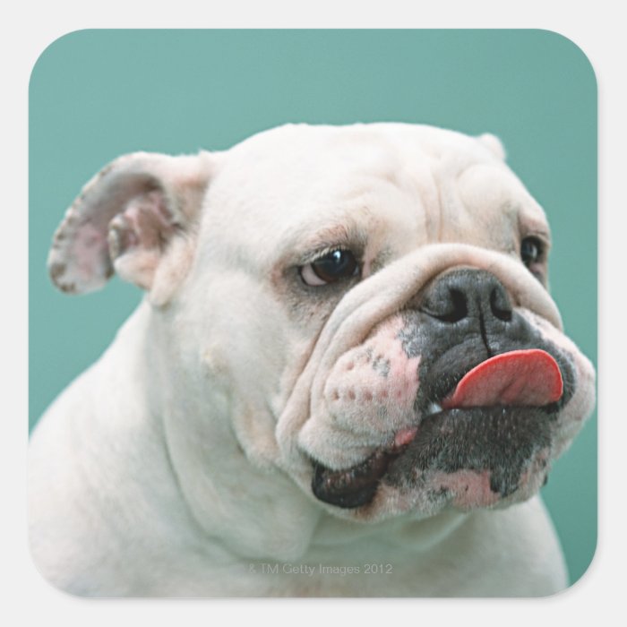 Bulldog Stickers