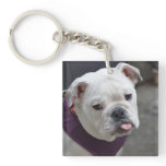 Bulldog Taunt Keychain