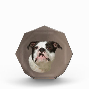 Bulldog Water Color Art Painting Award