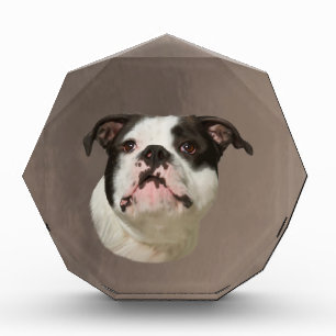 Bulldog Water Color Art Painting Award