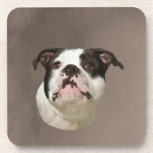 Bulldog Water Color Art Painting Beverage Coaster