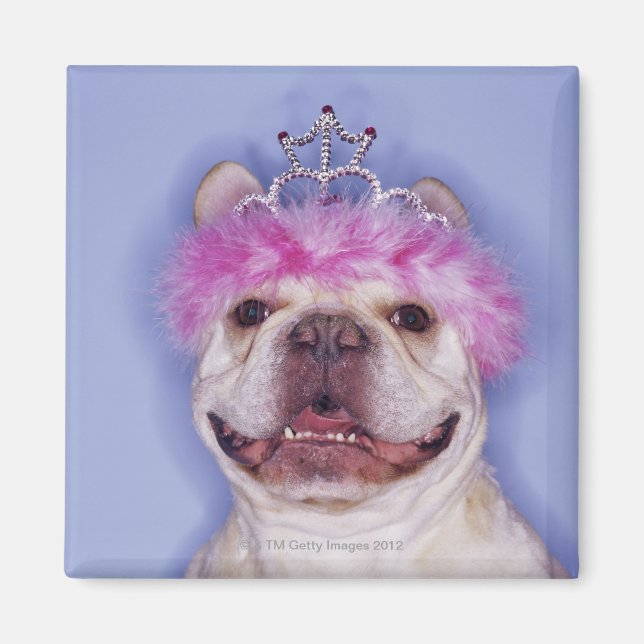 Bulldog wearing tiara magnet (Front)