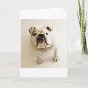 bulldog white card