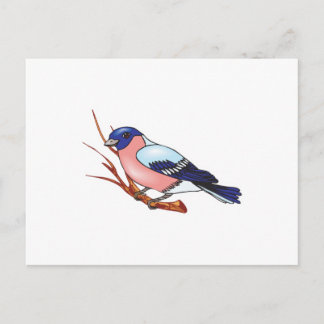bullfinch bird postcard