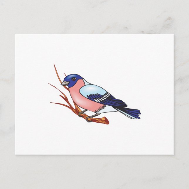 bullfinch bird postcard (Front)