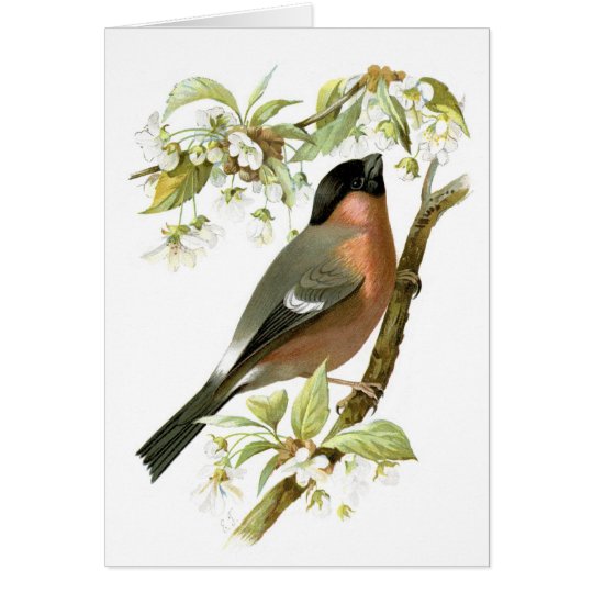 Bullfinch Card