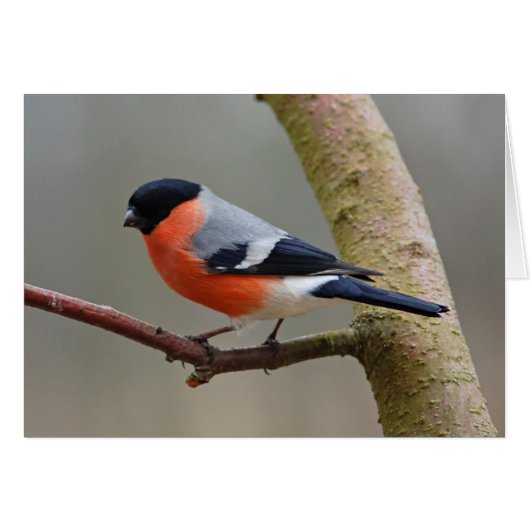 Bullfinch Cards (Front Horizontal)