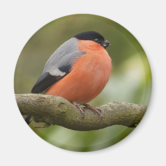 Bullfinch Magnet (Front)