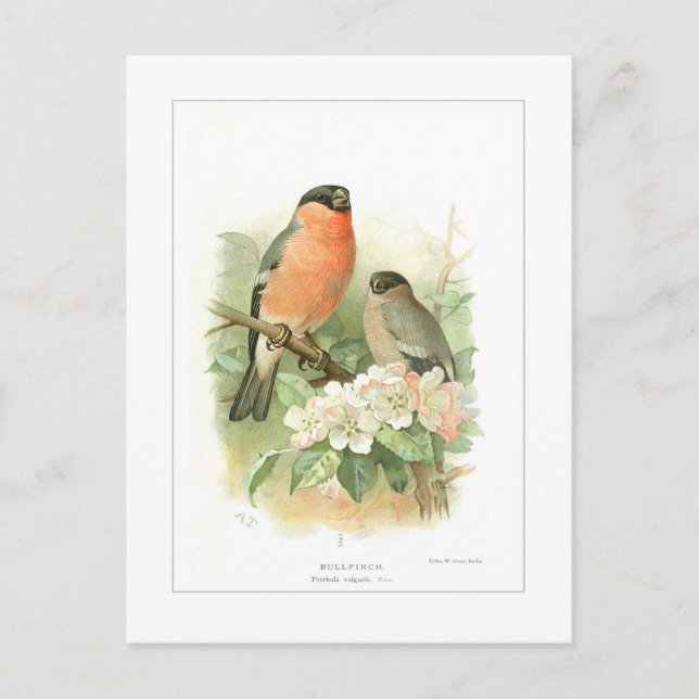 Bullfinch Postcard (Front)