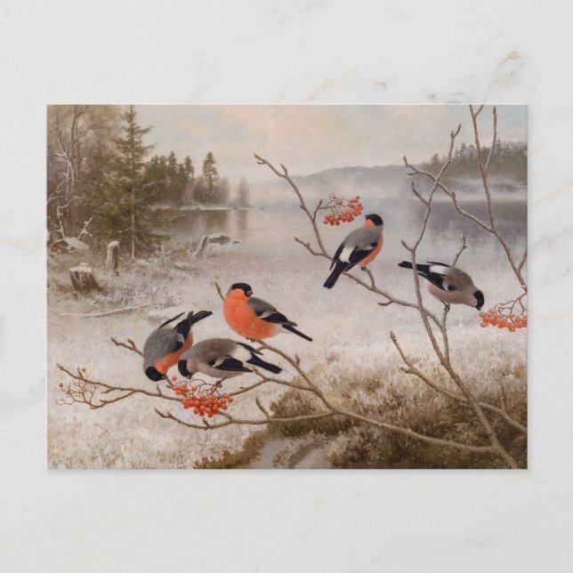 Bullfinches in winter landscape CC0821 Von Wright Postcard (Front)