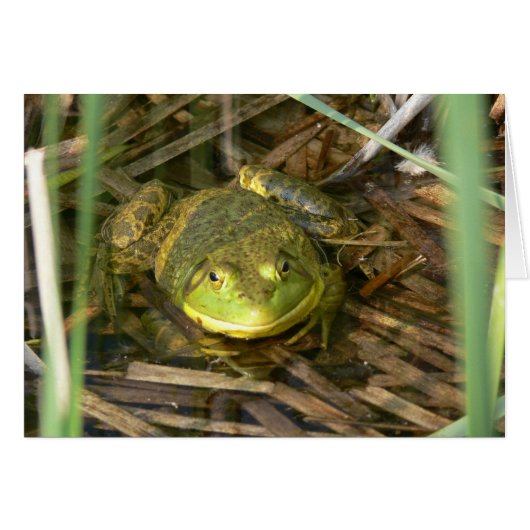 Bullfrog Card (Front Horizontal)