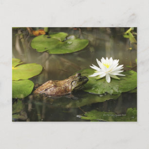 Bullfrog in Lily Pond Postcard