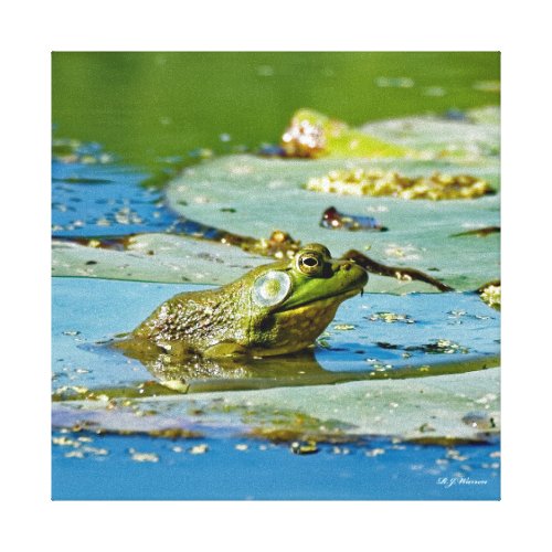 Bullfrog on a Lily Pad 12x12 Canvas Print