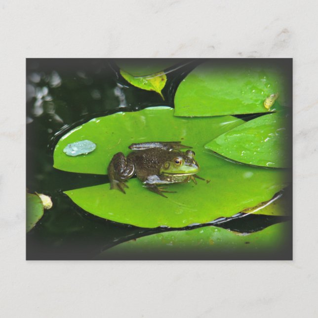 Bullfrog on Lilypads Postcard (Front)