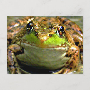 Bullfrog Photo Postcard
