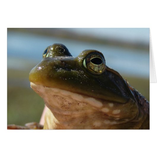 Bullfrog Photo, Prince Humor Cards (Front Horizontal)