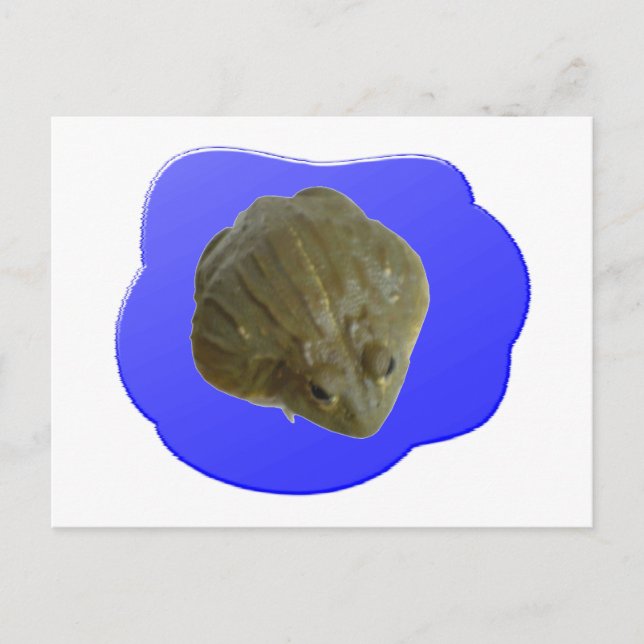 Bullfrog Postcard (Front)