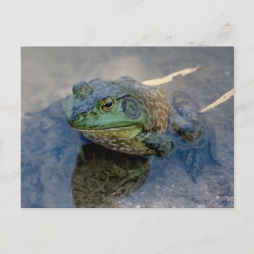 Bullfrog Postcard