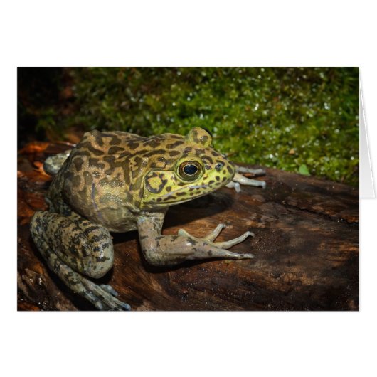Bullfrog, Rana catesbeiana (Front Horizontal)