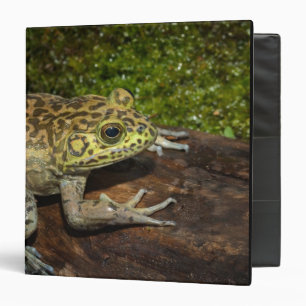 Bullfrog, Rana catesbeiana 3 Ring Binder