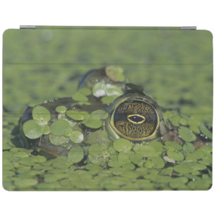 Bullfrog, Rana catesbeiana, adult in duckweed iPad Smart Cover