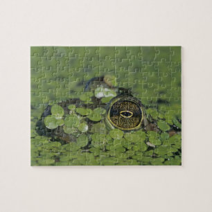 Bullfrog, Rana catesbeiana, adult in duckweed Jigsaw Puzzle