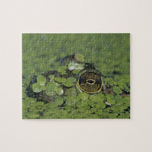 Bullfrog, Rana catesbeiana, adult in duckweed Jigsaw Puzzle (Horizontal)