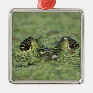Bullfrog, Rana catesbeiana, adult in duckweed Metal Ornament