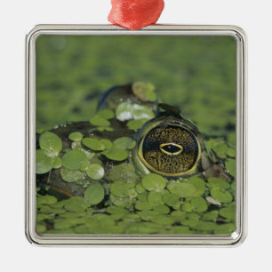Bullfrog, Rana catesbeiana, adult in duckweed Metal Ornament
