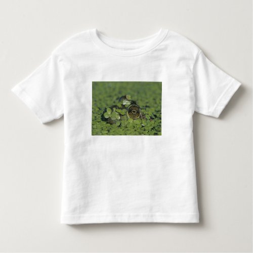 Bullfrog Rana catesbeiana adult in duckweed Toddler T_shirt