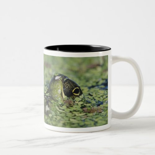 Bullfrog Rana catesbeiana adult in duckweed Two_Tone Coffee Mug