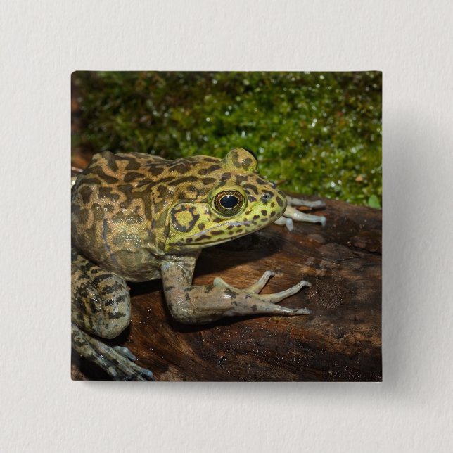 Bullfrog, Rana catesbeiana Button (Front)