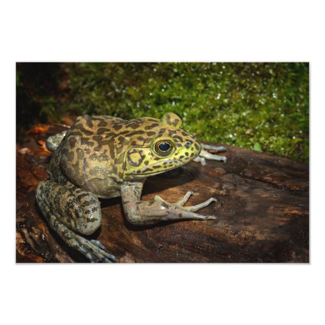 Bullfrog, Rana catesbeiana Photo Print (Front)
